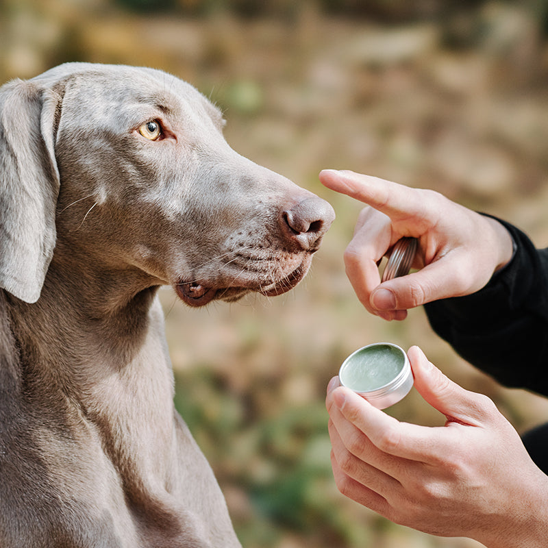 Amo petric Organic Avocado Nasal Cream