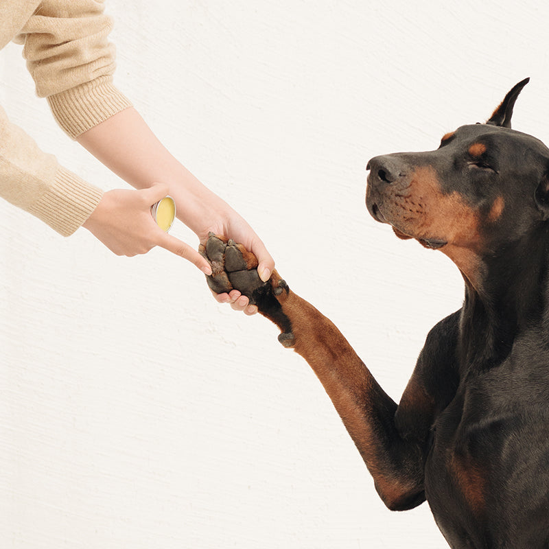 Amo petric Oranic Sea Buckthorn Fruit Foot Cream